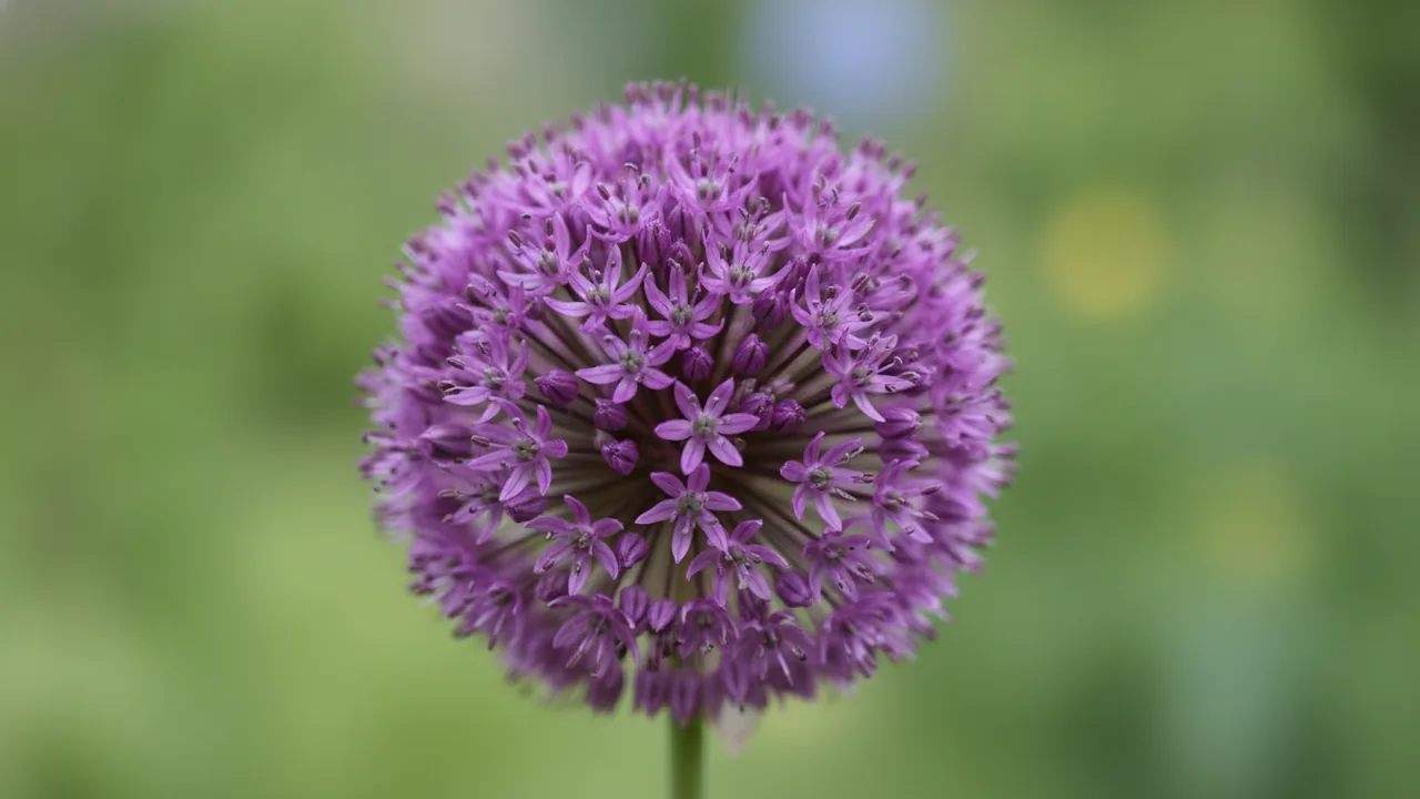 Giant Allium (Allium giganteum) - purple flowers, illustrated plant card