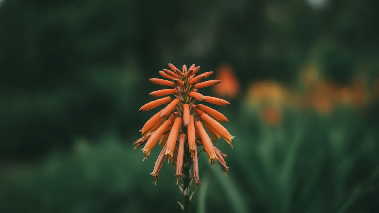 Aloe - orange flowers, illustrated plant card