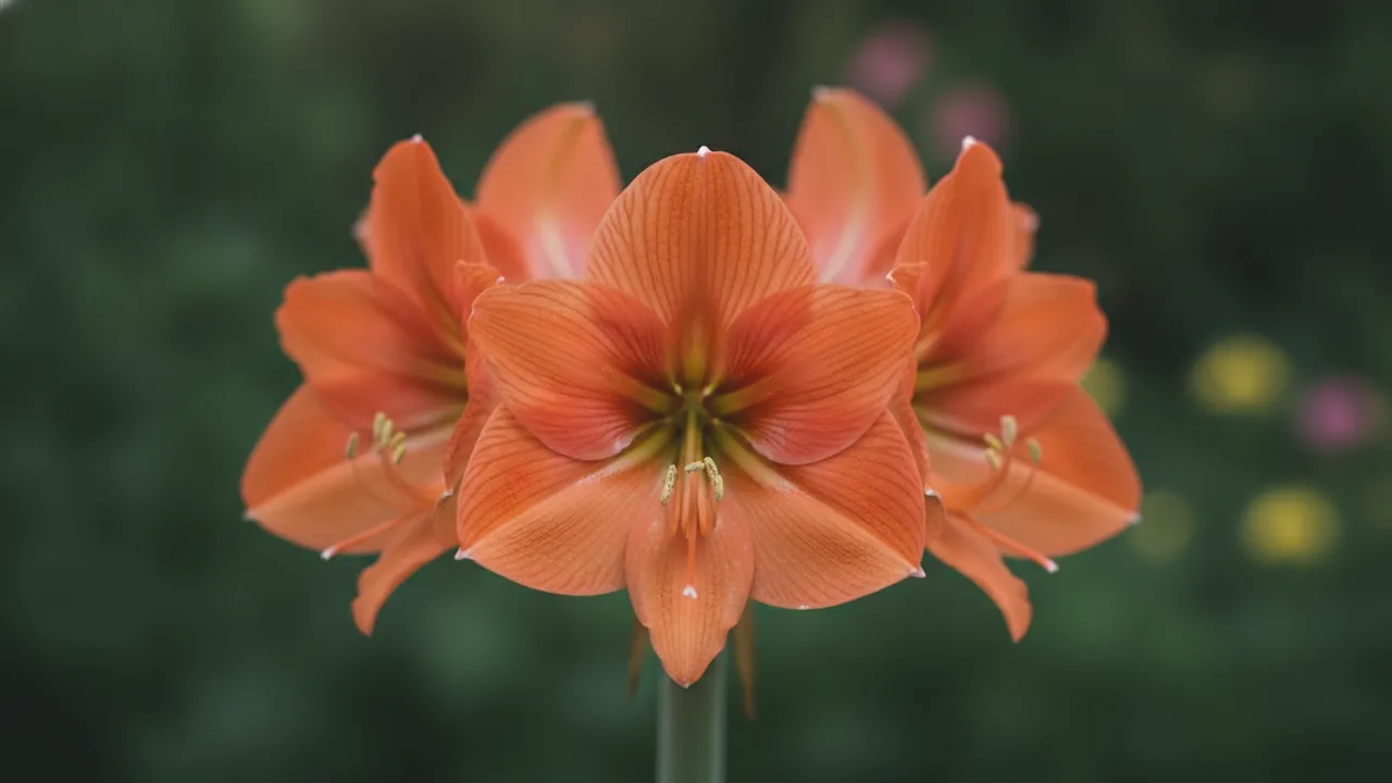 Orange Sovereign (Hippeastrum 'Orange Sovereign') - orange flowers, illustrated plant card