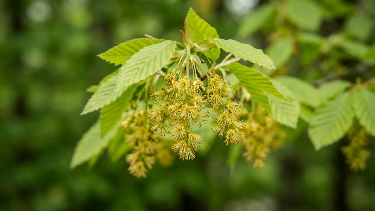 American Beech (Fagus grandifolia) - yellow flowers, illustrated plant card