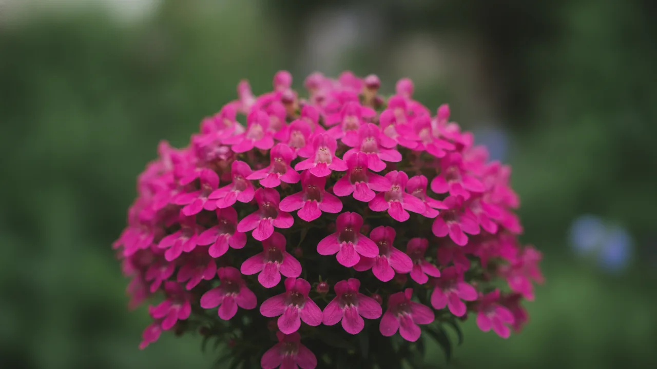 Serena Rose (Angelonia 'Serena Rose') - pink flowers, illustrated plant card