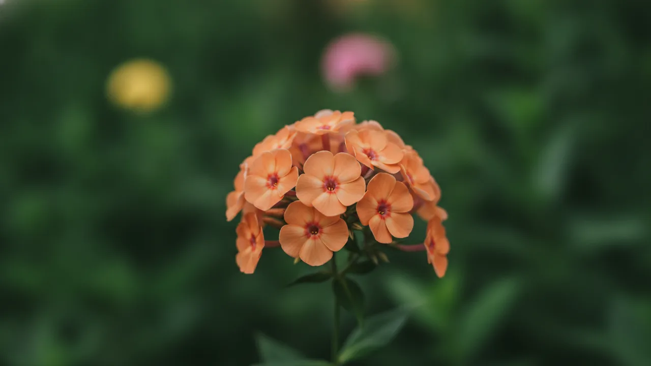 Peach Annual Phlox (Phlox drummondii) - orange flowers, illustrated plant card