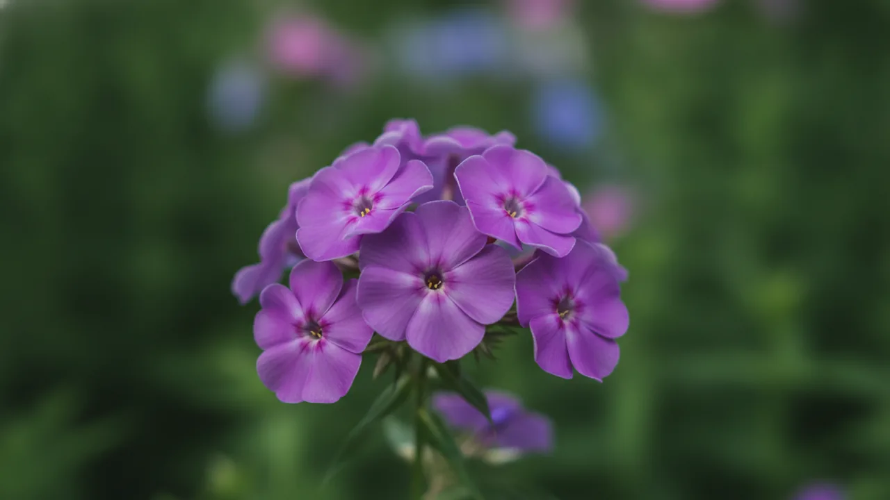 Purple Annual Phlox (Phlox drummondii) - purple flowers, illustrated plant card