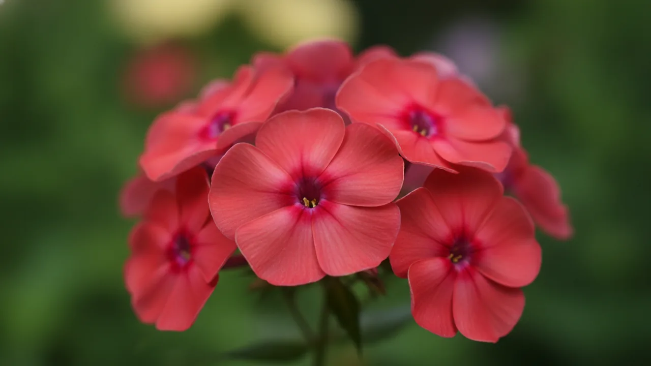 Red Annual Phlox (Phlox drummondii) - red flowers, illustrated plant card