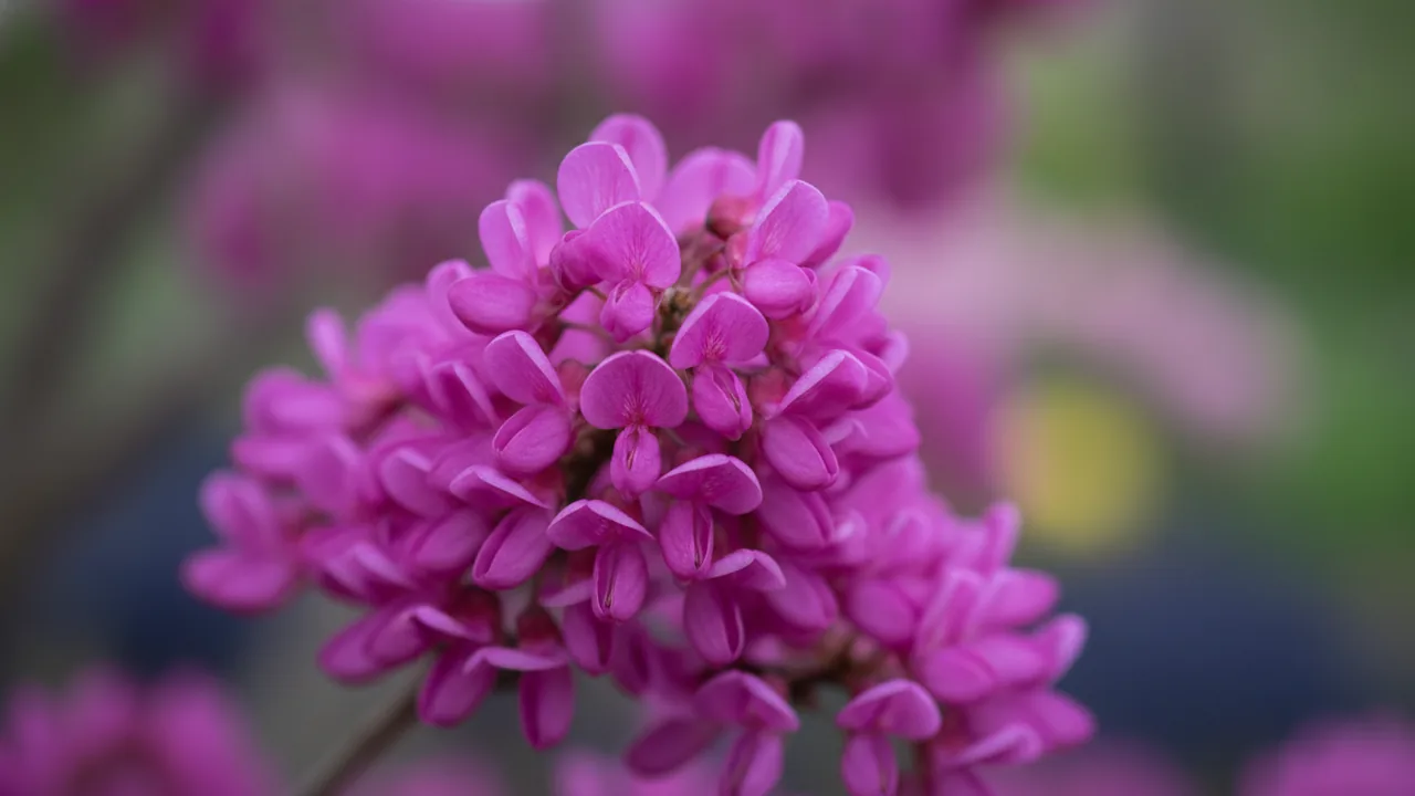 Appalachian Red (Cercis canadensis 'Appalachian Red') - pink flowers, illustrated plant card