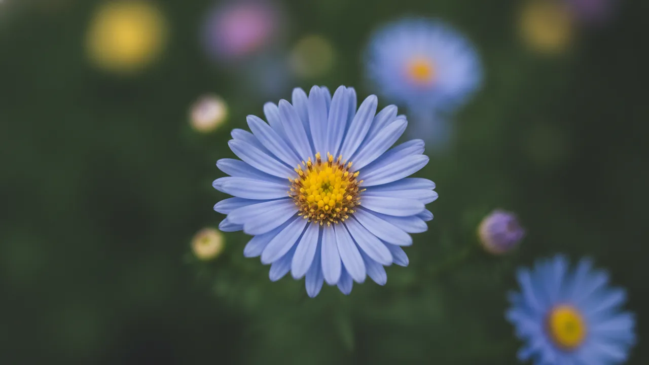 October Skies (Symphyotrichum oblongifolium 'October Skies') - blue flowers, illustrated plant card