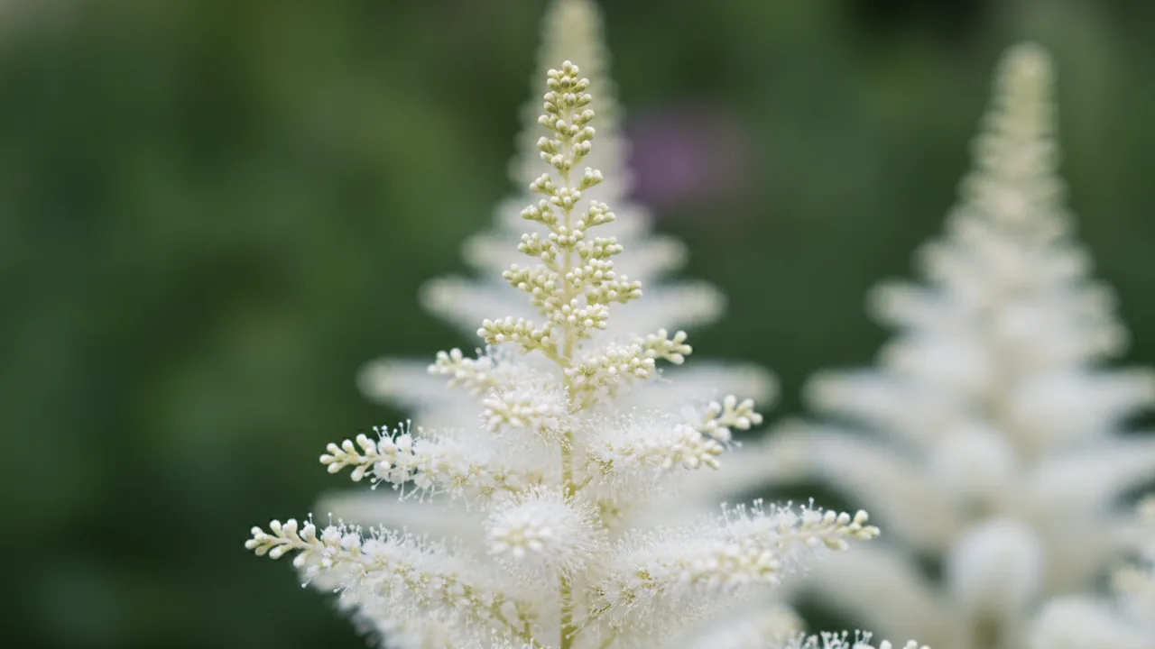 Deutschland (Astilbe japonica 'Deutschland') - white flowers, illustrated plant card