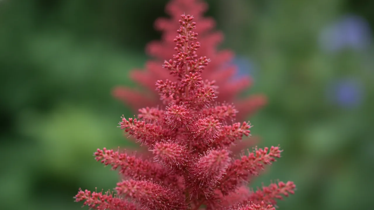 Fanal (Astilbe × arendsii 'Fanal') - red flowers, illustrated plant card