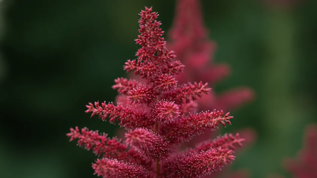 Montgomery (Astilbe japonica 'Montgomery') - red flowers, illustrated plant card