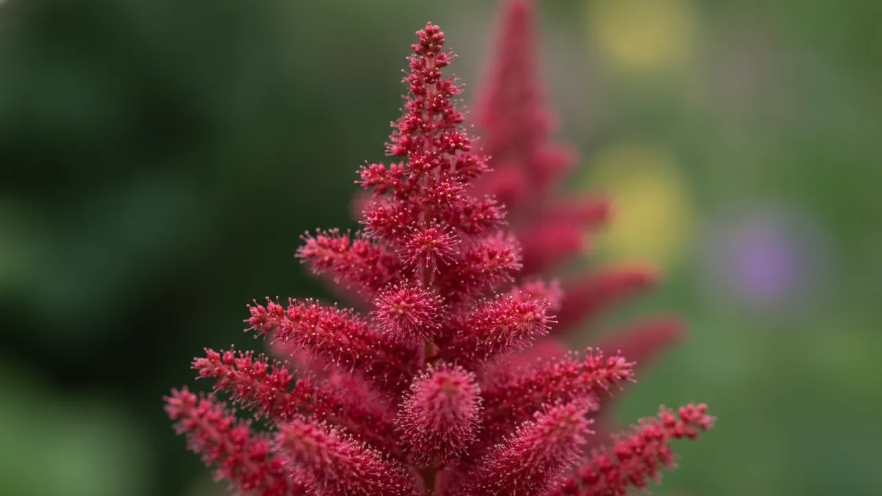 Red Sentinel (Astilbe × arendsii 'Red Sentinel') - red flowers, illustrated plant card