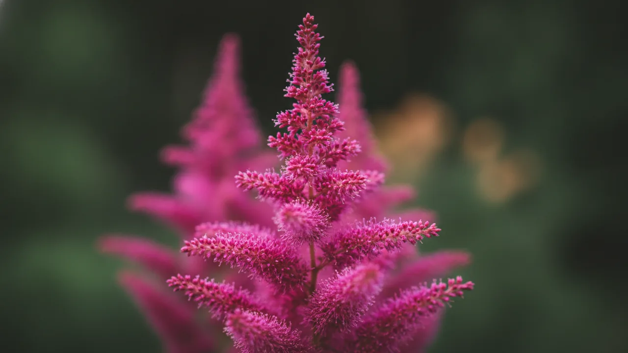 Visions (Astilbe chinensis 'Visions') - pink flowers, illustrated plant card