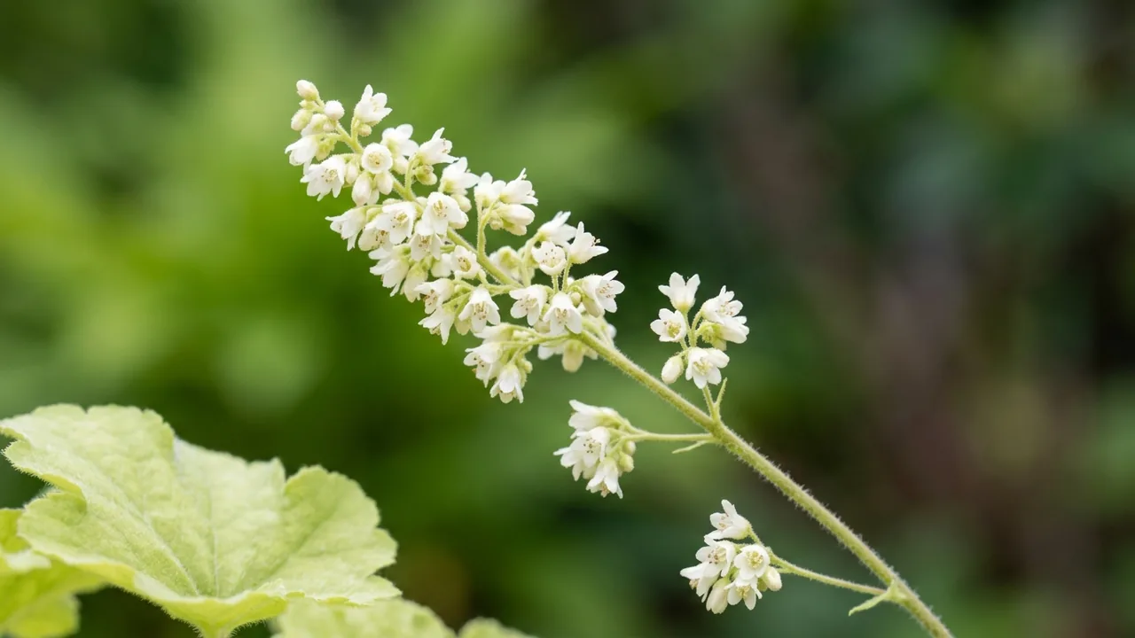 Autumn Bride Coral Bells (Heuchera villosa 'Autumn Bride') - white flowers, illustrated plant card