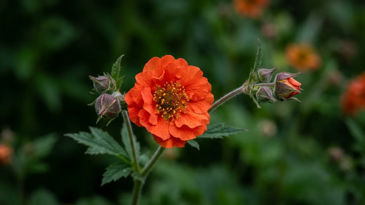Mrs. Bradshaw Avens (Geum 'Mrs. J. Bradshaw') - red flowers, illustrated plant card