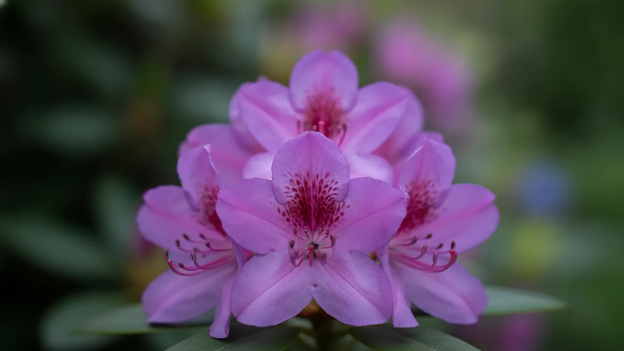 Karen (Rhododendron 'Karen') - purple flowers, illustrated plant card