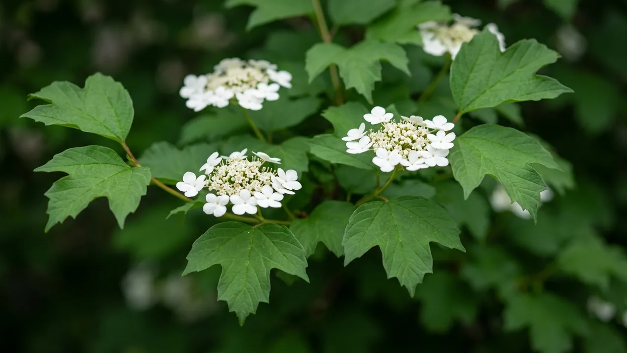 Bailey Compact American Cranberrybush (Viburnum opulus var. americanum 'Bailey Compact') - white flowers, illustrated plant card