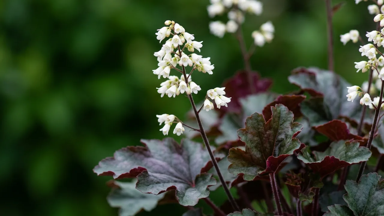Balboa Sunset Heuchera (Heuchera 'DOHEUGABECI') - foliage plant, illustrated plant card