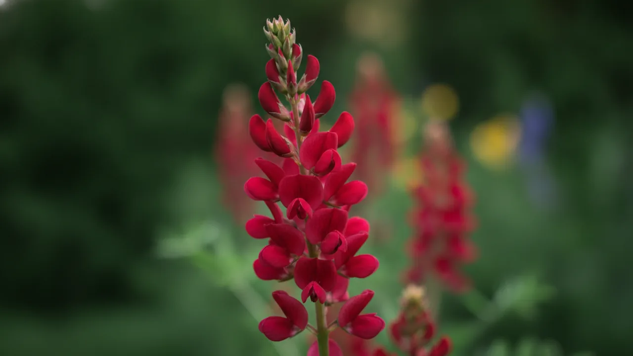 Cherries Jubilee (Baptisia 'Cherries Jubilee') - red flowers, illustrated plant card