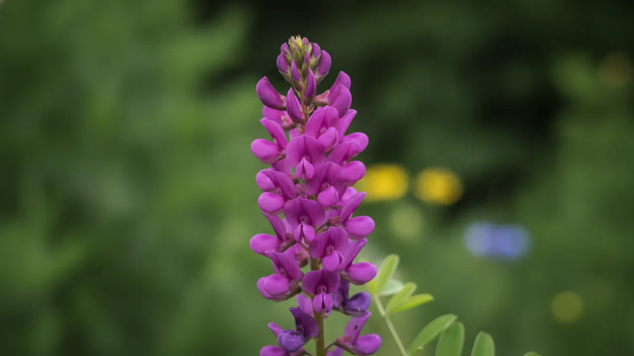 Dutch Chocolate (Baptisia 'Dutch Chocolate') - purple flowers, illustrated plant card