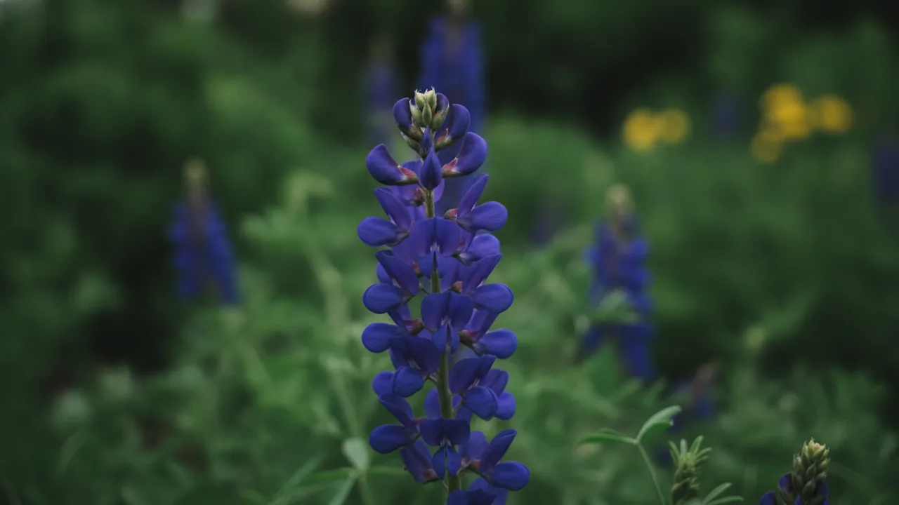 False Indigo in bloom, illustrated plant card