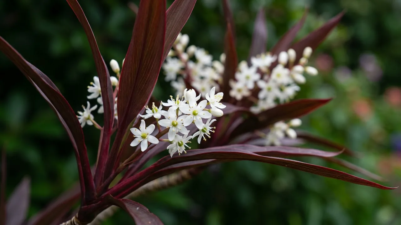 Bauer's Cordyline (Cordyline 'Baueri') - foliage plant, illustrated plant card
