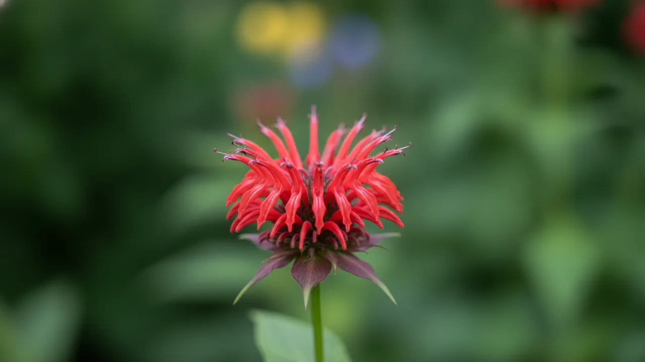 Gardenview Scarlet (Monarda 'Gardenview Scarlet') - red flowers, illustrated plant card