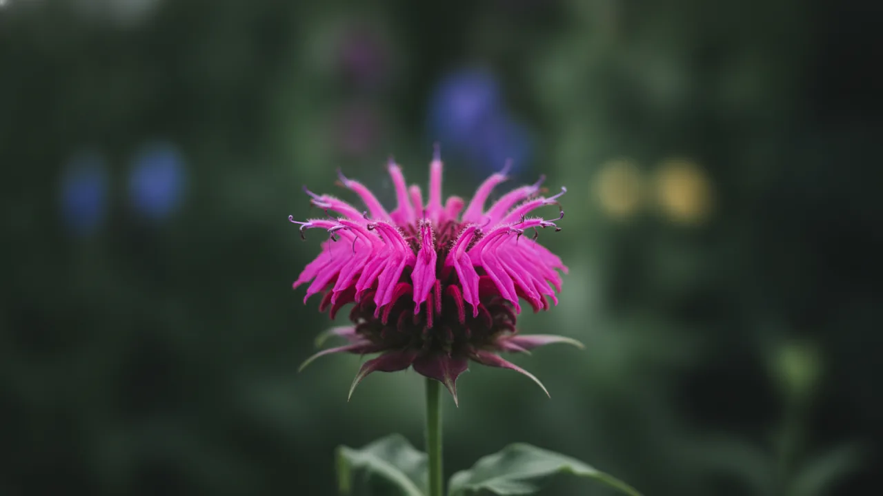 Raspberry Wine (Monarda 'Raspberry Wine') - red flowers, illustrated plant card