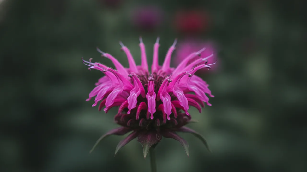 Rockin' Raspberry (Monarda 'Rockin' Raspberry') - purple flowers, illustrated plant card
