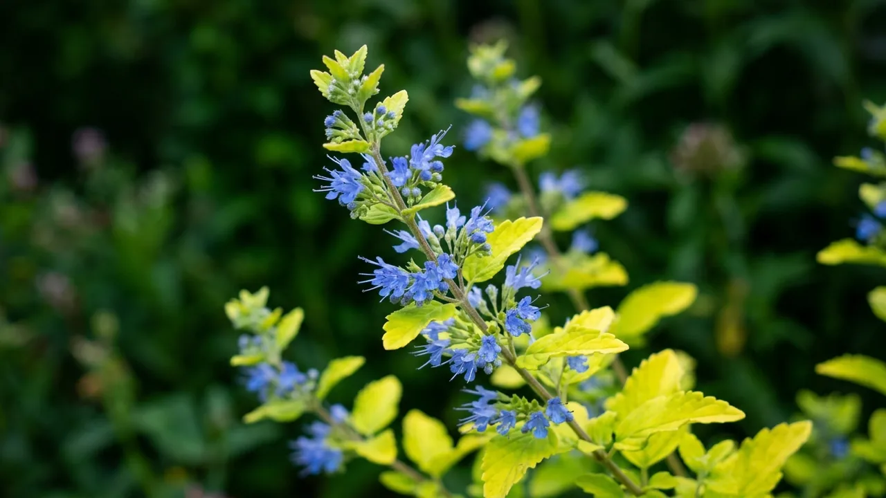Beekeeper Bluebeard (Caryopteris × clandonensis 'Minigold') - blue flowers, illustrated plant card