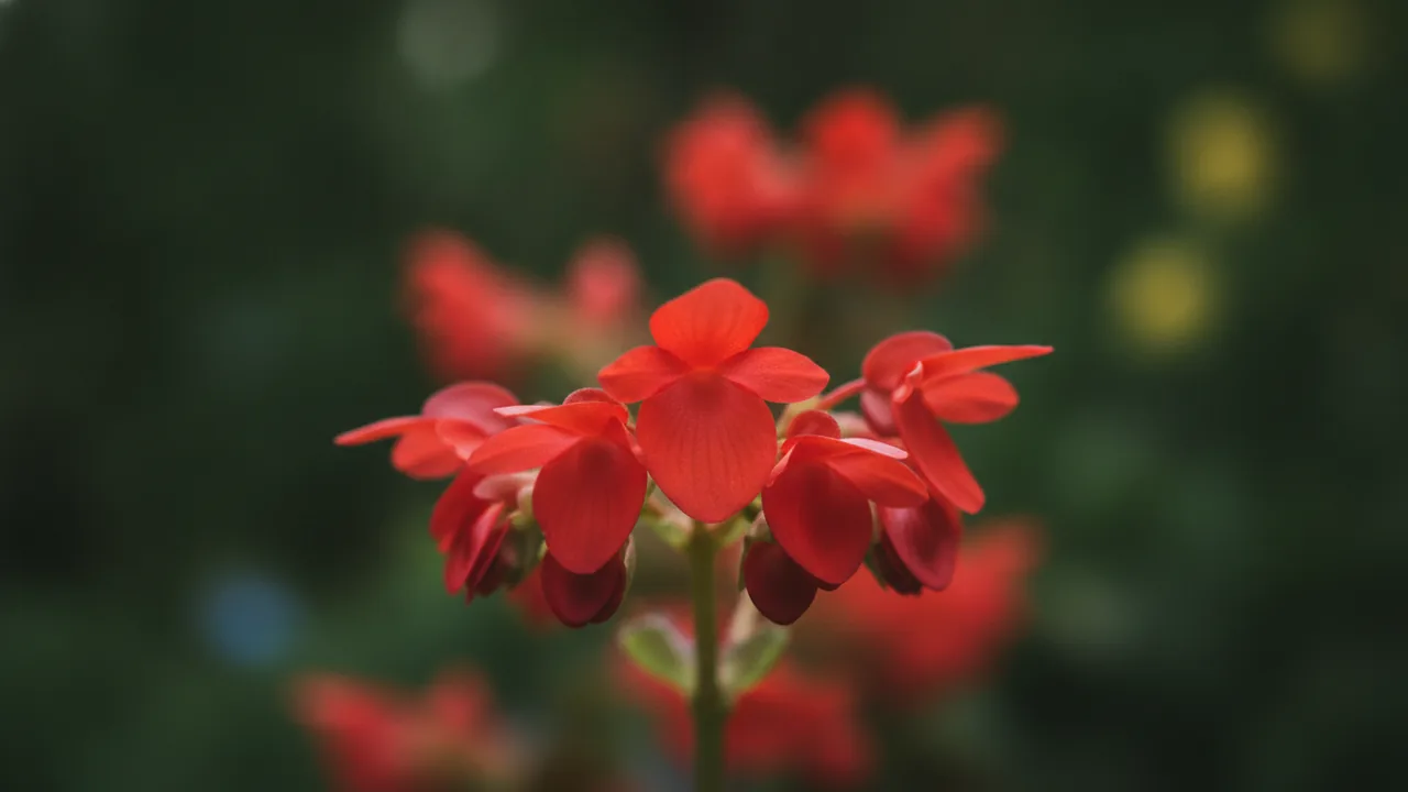 Bonfire (Begonia boliviensis 'Bonfire') - orange flowers, illustrated plant card