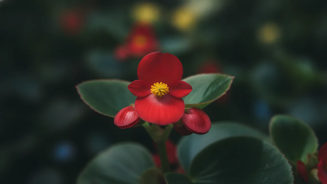 Wax Begonia Red (Begonia semperflorens) - red flowers, illustrated plant card