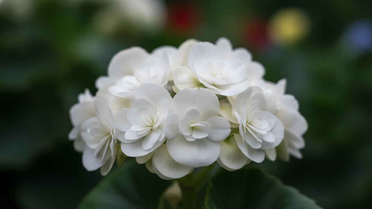 Wax Begonia White (Begonia semperflorens) - white flowers, illustrated plant card