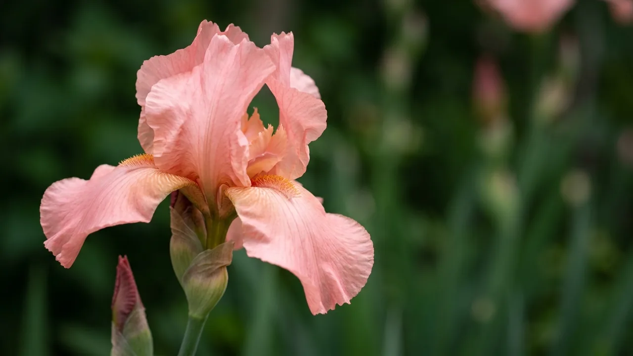 Beverly Sills Reblooming Bearded Iris (Iris 'Beverly Sills') - pink flowers, illustrated plant card
