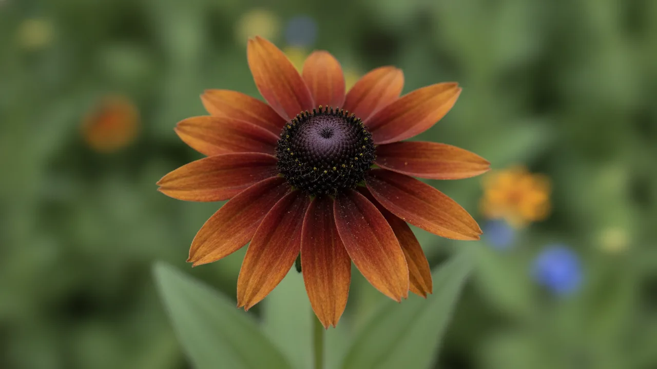 Cherry Brandy (Rudbeckia hirta 'Cherry Brandy') - red flowers, illustrated plant card