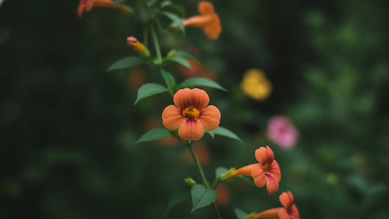 Blushing Susie (Thunbergia alata 'Blushing Susie') - orange flowers, illustrated plant card