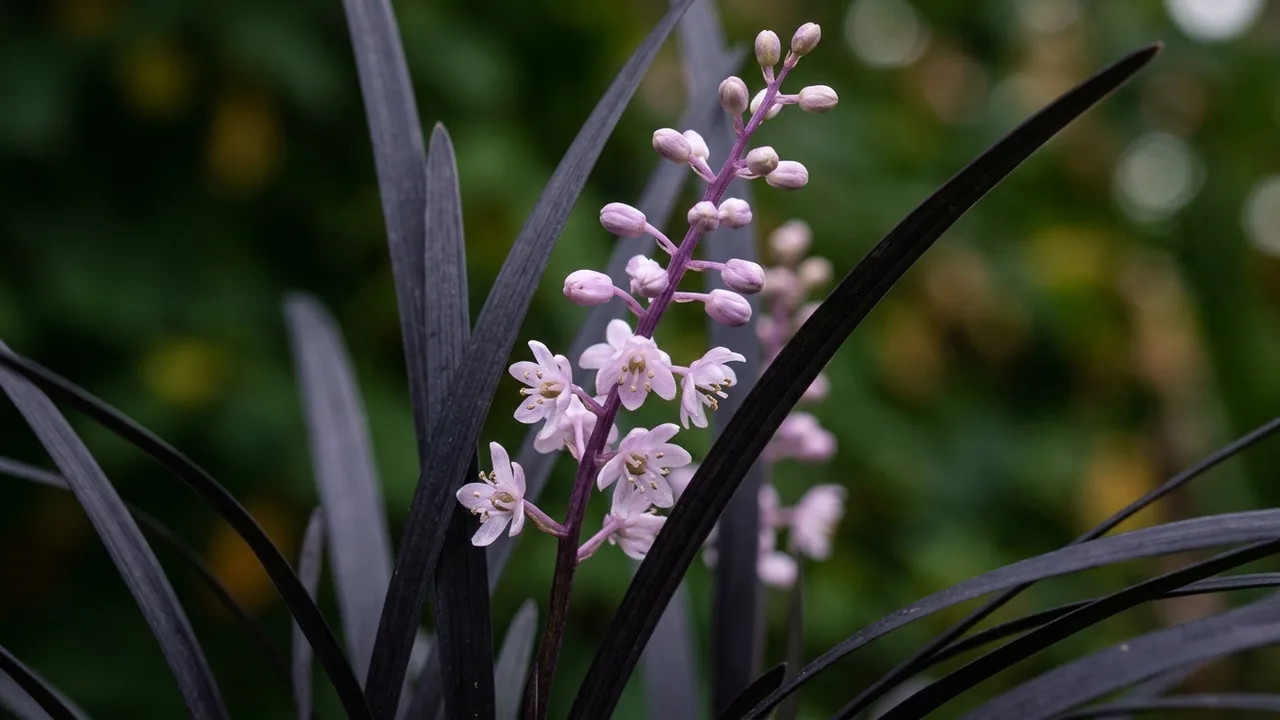Black Mondo Grass (Ophiopogon planiscapus 'Kokuryū') - foliage plant, illustrated plant card