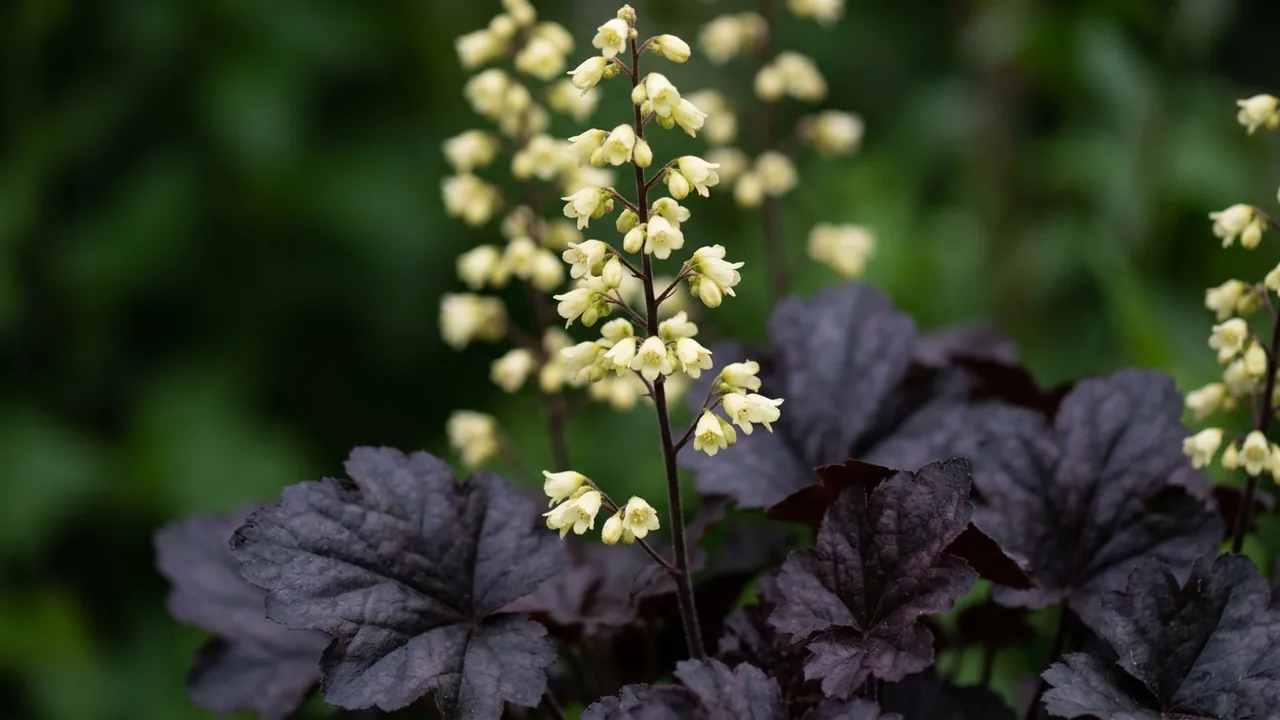 Black Sea Coral Bells (Heuchera 'Ds1') - foliage plant, illustrated plant card