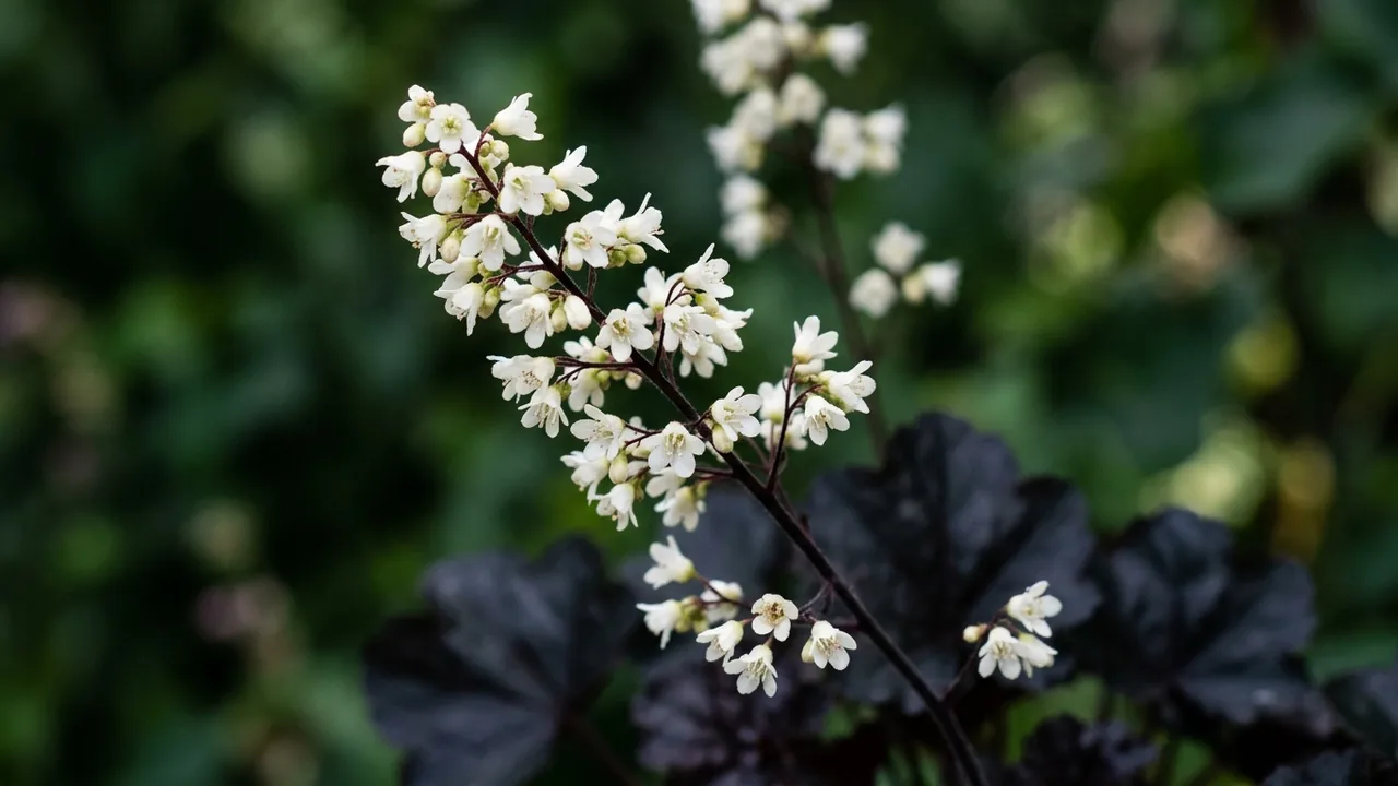 Blackout Coral Bells (Heuchera 'Blackout') - foliage plant, illustrated plant card