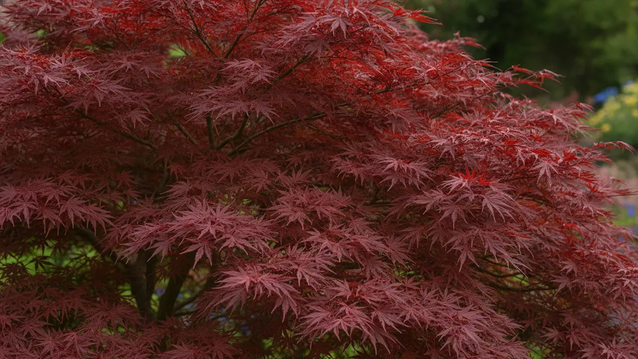 Bloodgood (Acer palmatum 'Bloodgood') - foliage plant, illustrated plant card