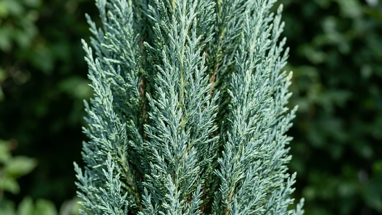 Blue Arrow Juniper (Juniperus scopulorum 'Blue Arrow') - foliage plant, illustrated plant card