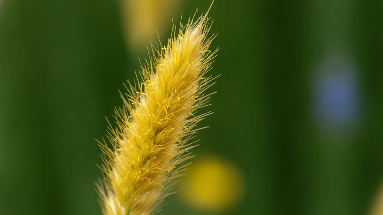 Golden Toupee