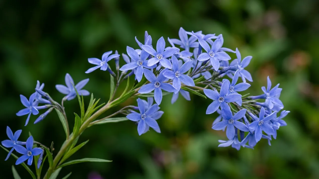 Blue Ice Blue Star (Amsonia 'Blue Ice') - blue flowers, illustrated plant card