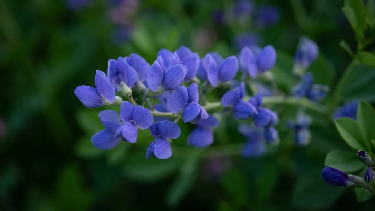 Blue Indigo (Baptisia australis) - blue flowers, illustrated plant card