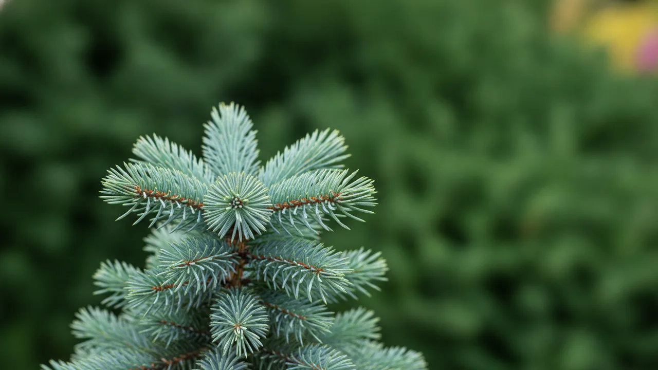 Baby Blue (Picea pungens 'Baby Blue') - foliage plant, illustrated plant card