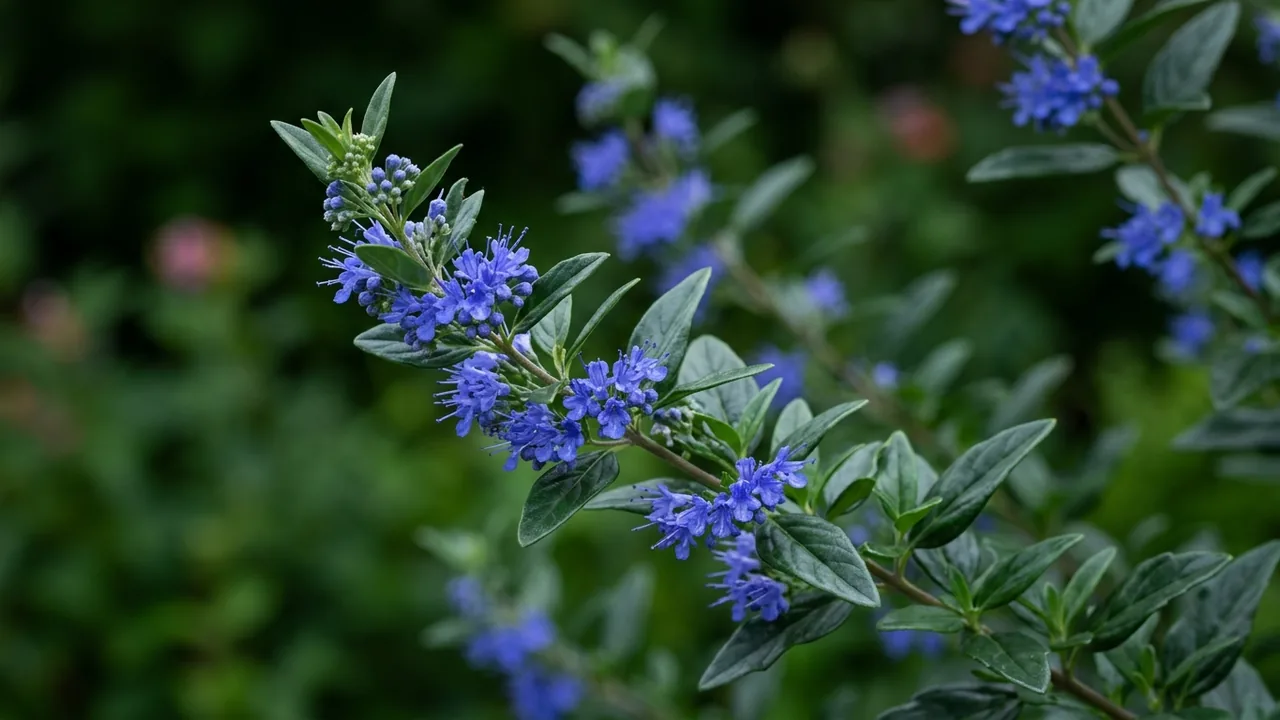 Beyond Midnight Bluebeard (Caryopteris × clandonensis 'CT-9-12') - blue flowers, illustrated plant card