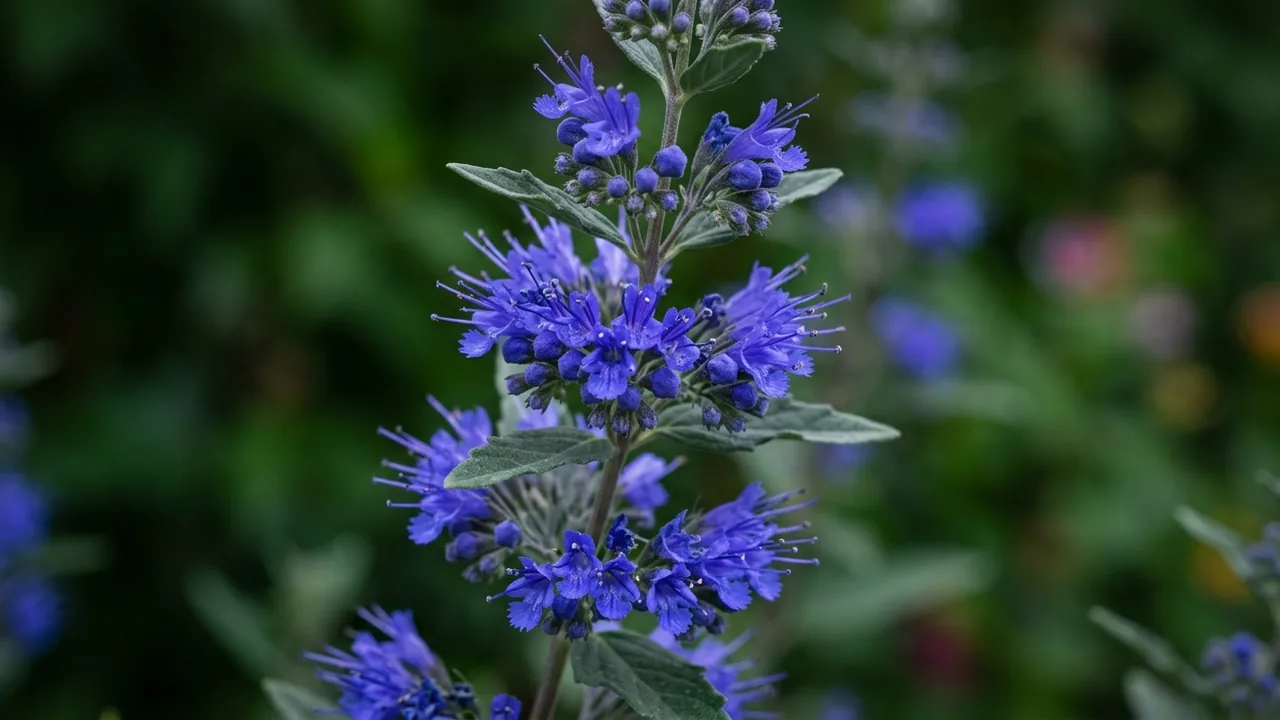 Dark Knight Bluebeard (Caryopteris × clandonensis 'Dark Knight') - blue flowers, illustrated plant card
