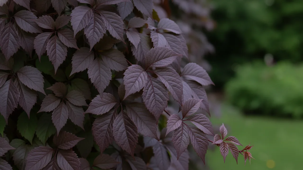 Veitchii (Parthenocissus tricuspidata 'Veitchii') - foliage plant, illustrated plant card