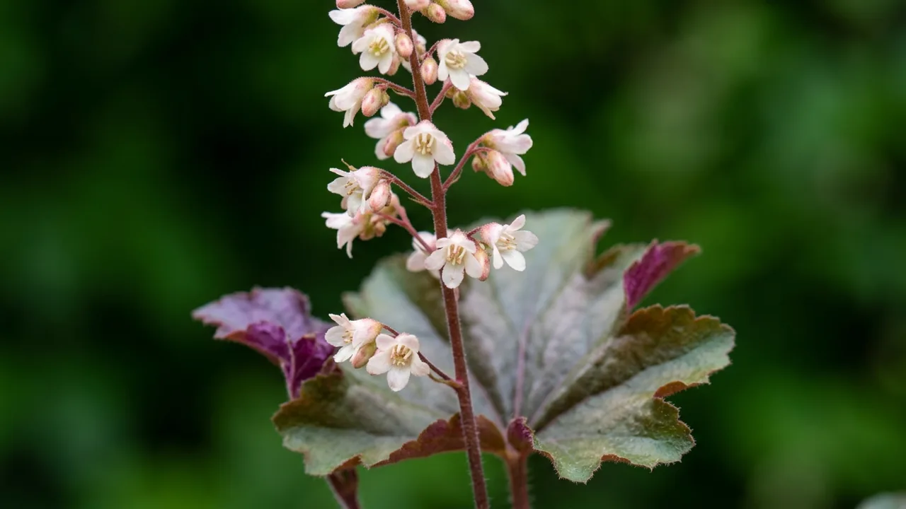 Bronze Wave Coral Bells (Heuchera villosa 'Bronze Wave') - foliage plant, illustrated plant card