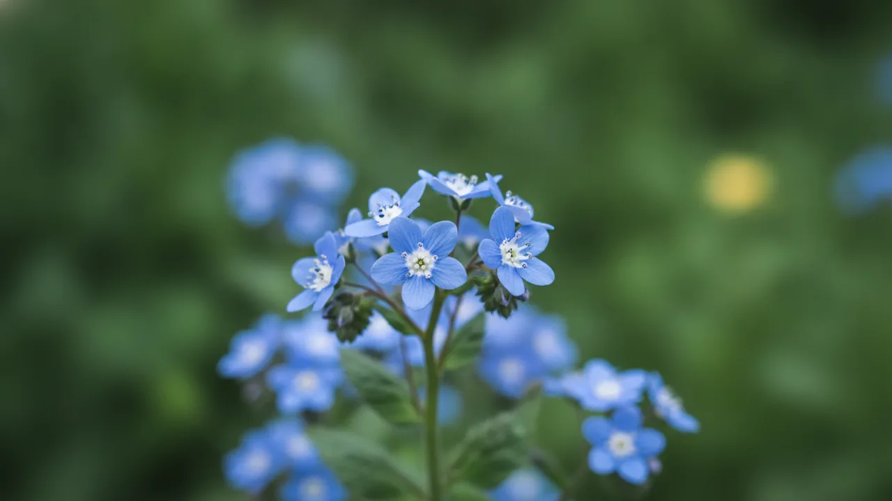 Brunnera