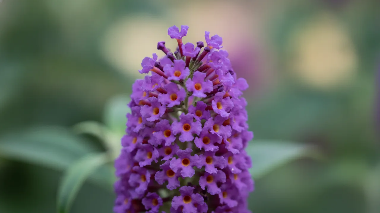 Black Knight (Buddleia davidii 'Black Knight') - purple flowers, illustrated plant card