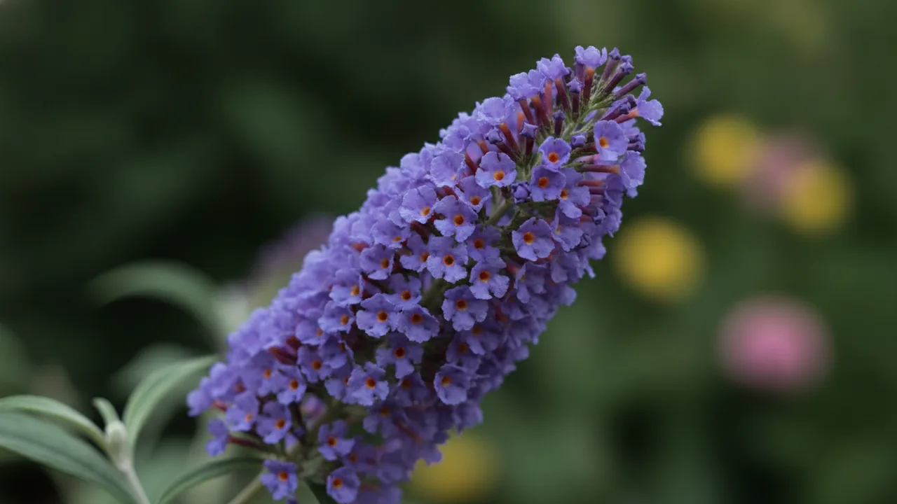 Empire Blue (Buddleia davidii 'Empire Blue') - blue flowers, illustrated plant card